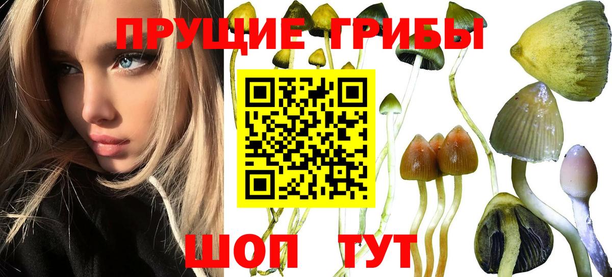 Галлюциногенные грибы Psilocybine cubensis Кемерово